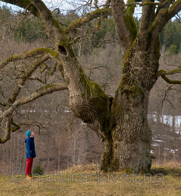 BB 12 0021 / Quercus robur / Sommereik